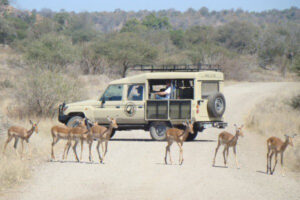 Mpala-Safari-Sydafrika80