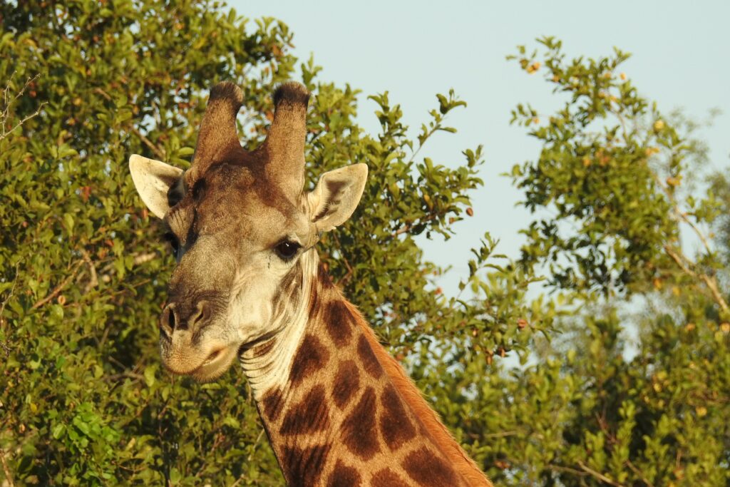 Fotosafari i Sydafrika